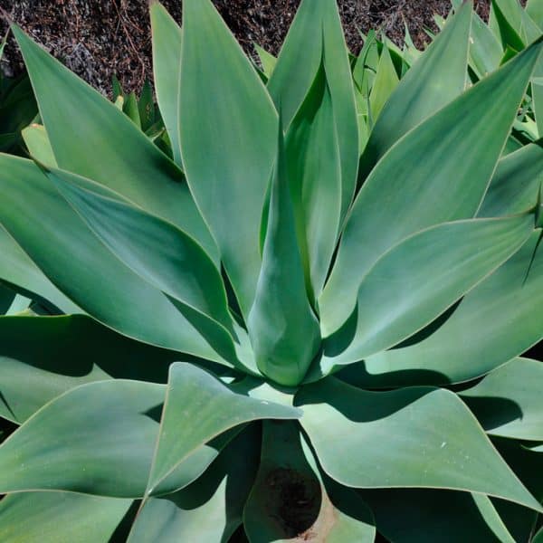Agave Attenuata 🌱 Th Suculentas