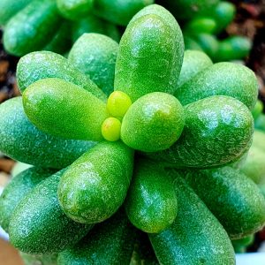Sedum Hernandezii