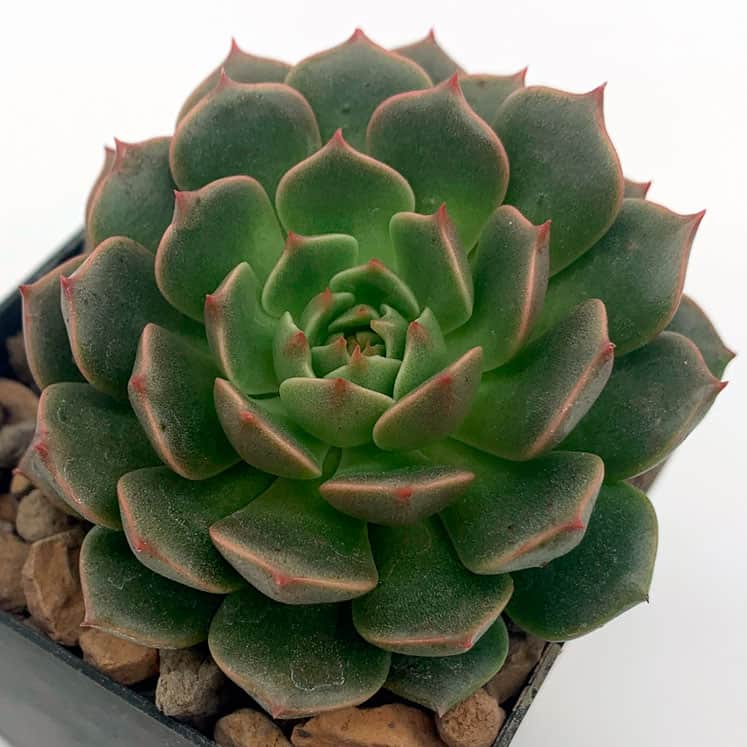Graptoveria Olivia