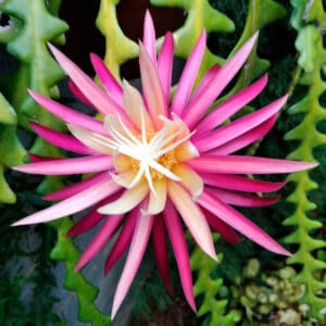 Selenicereus Anthonyanus