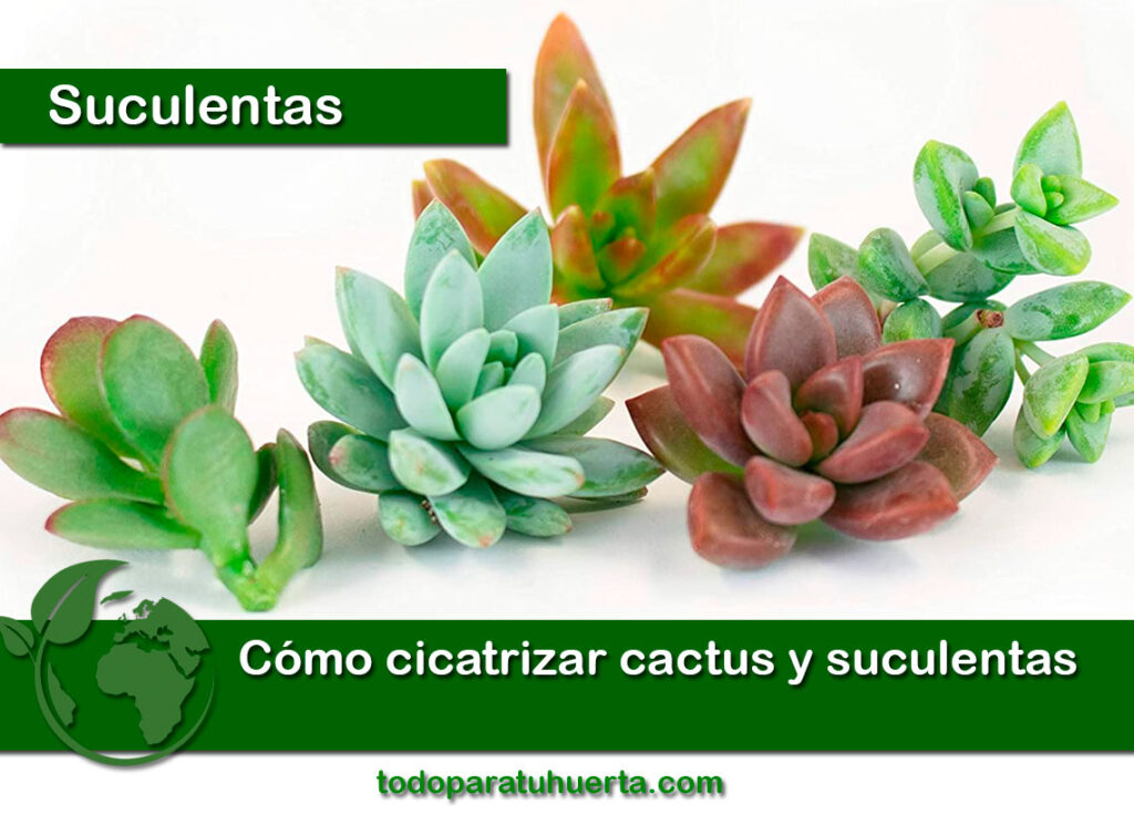 Cómo identificar suculentas y cactus 🌱 Th Suculentas