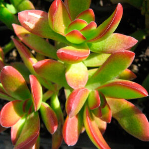 Crassula rubricaulis