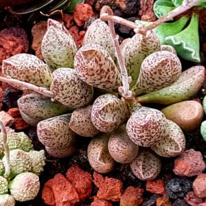 Adromischus marianae