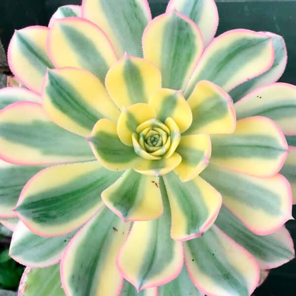 Aeonium Starburst, Cuidados y Reproducción 🌱 Th Suculentas