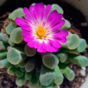 Frithia Pulchra