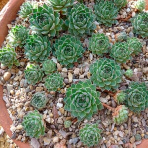 Sempervivum
