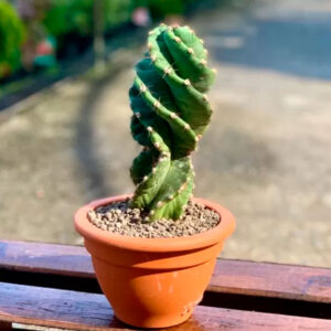 Cereus Spiralis