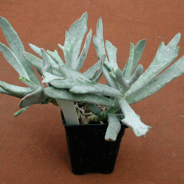 Cotyledon orbiculata Elk Horns 🌱 Th Suculentas