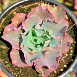 Echeveria Curls