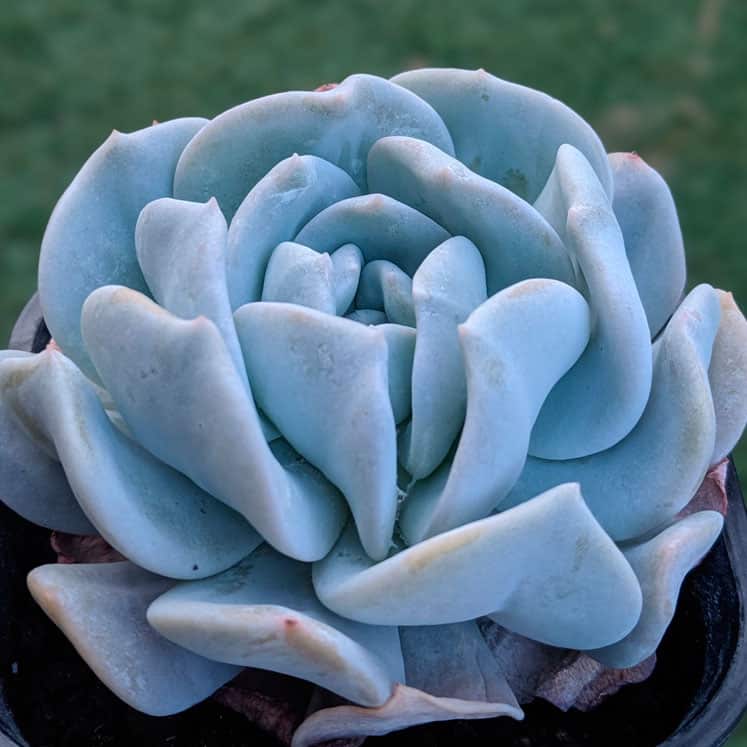 Echeveria Exotic