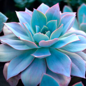 Echeveria cante