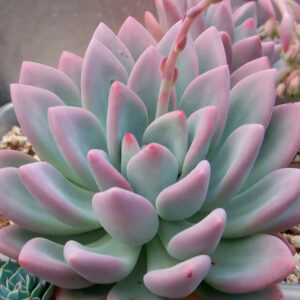 Graptoveria Moonglow