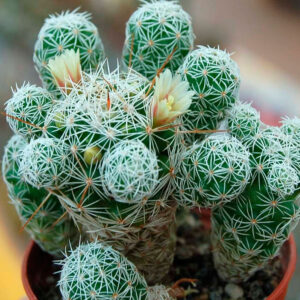 Mammillaria vetula
