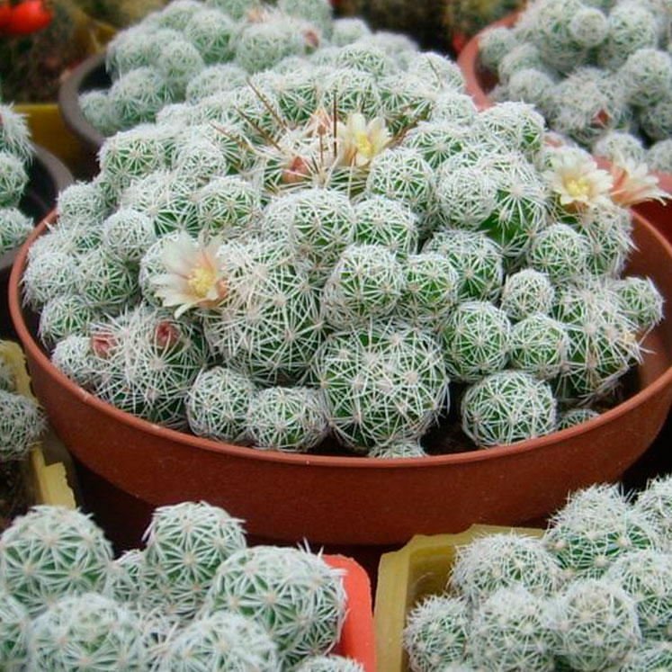Mammillaria vetula gracilis