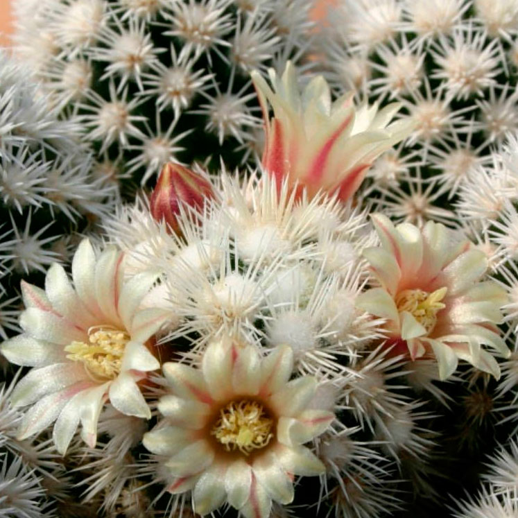 Mammillaria vetula subsp. gracilis Arizona Snowcap