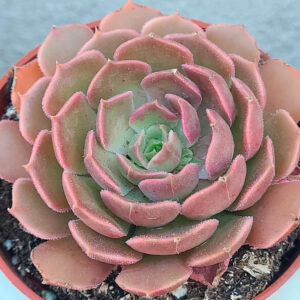 Echeveria Brown Rose