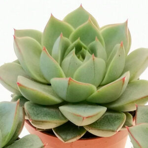 Echeveria Fabiola