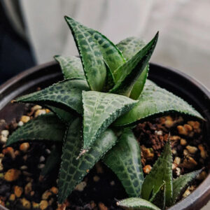 Haworthiopsis tessellata