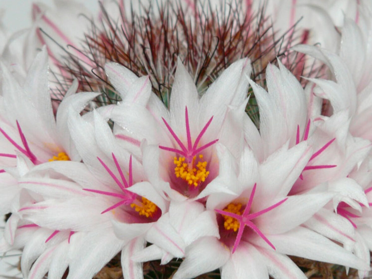 Mammillaria albicans Th Cactus