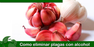 Como eliminar plagas con alcohol de ajo