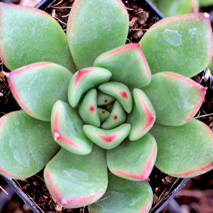 Echeveria agavoides Red Tips