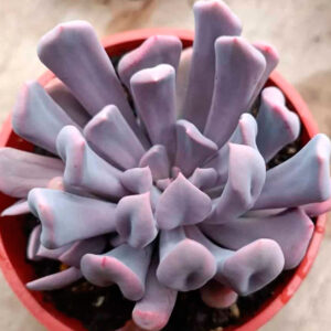 Graptoveria Topsy Debbie