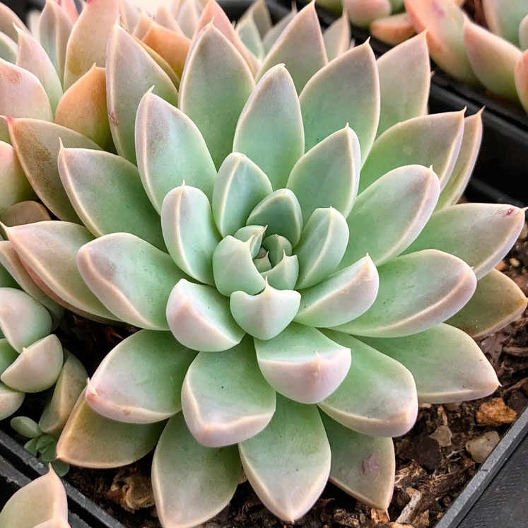Graptoveria Winds of Change