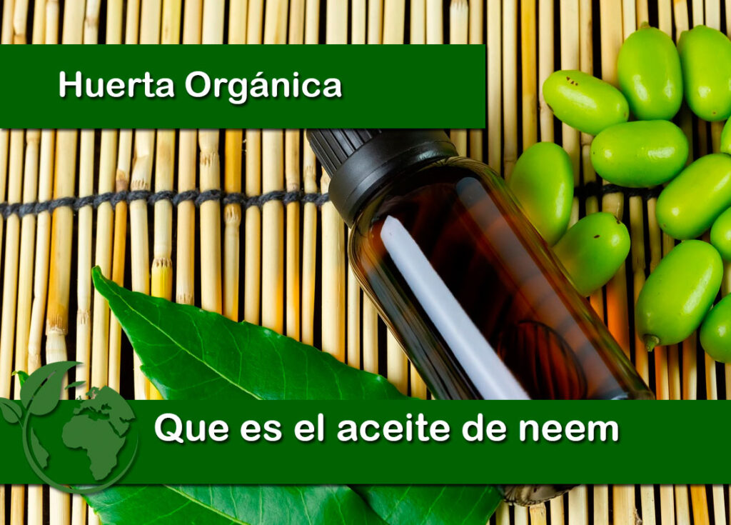 Que es el aceite de neem