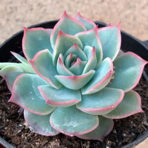 Echeveria Pink Tips