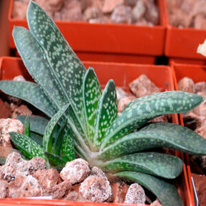 Gasteria gracilis