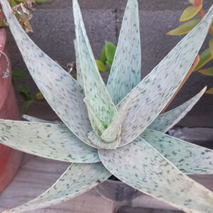 Aloe Doran Black