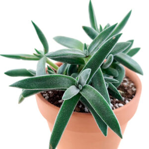 Crassula Tenelli