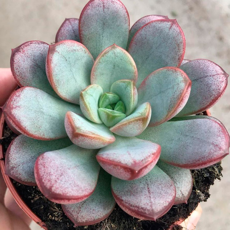 Graptoveria Amethorum