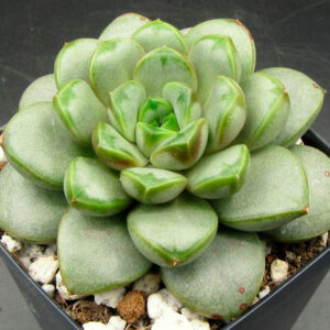 Graptoveria Amethorum