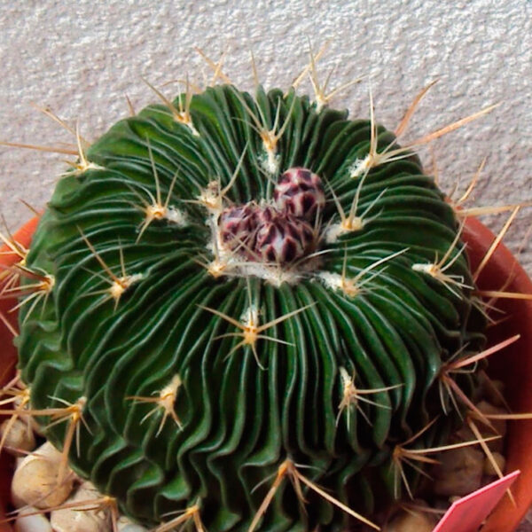Stenocactus coptogonus - Il fiore tra le spine