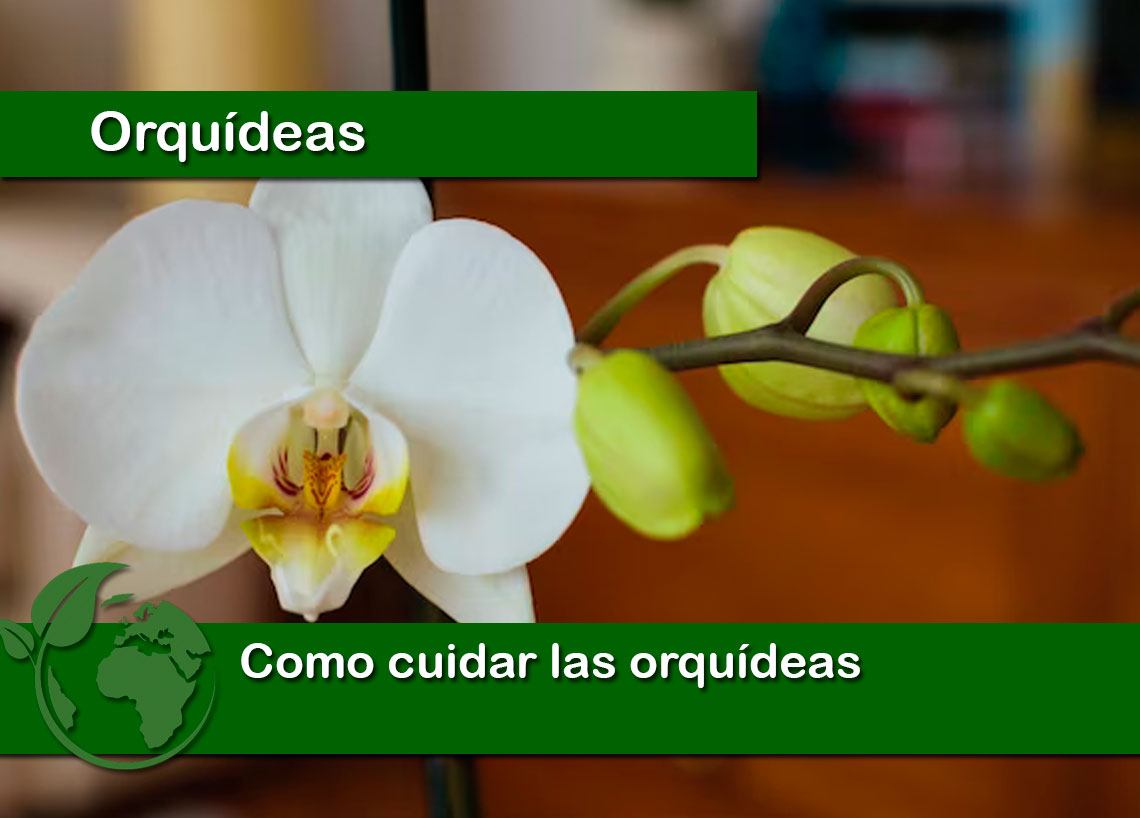 Como cuidar las orquídeas