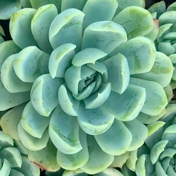 Echeveria elegans