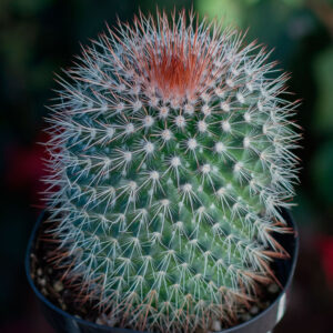Mammillaria spinosissima