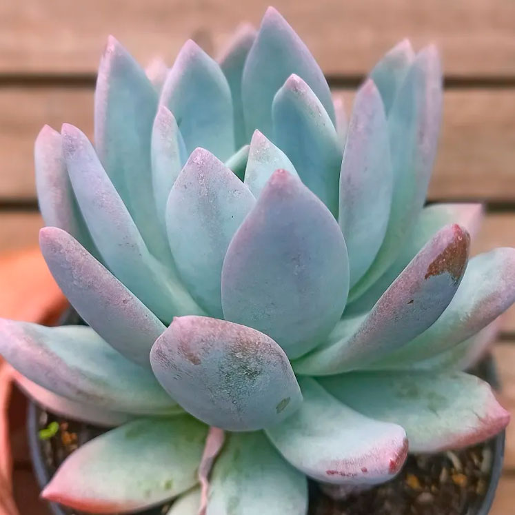 Pachyveria Powder Puff