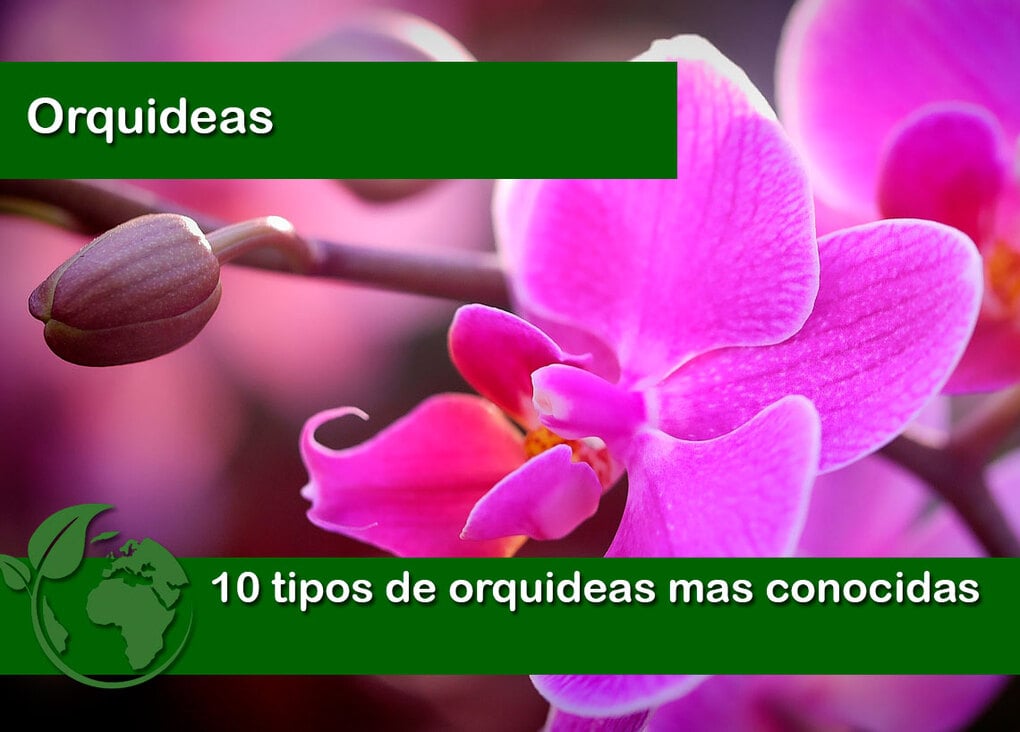10 tipos de orquideas mas conocidas