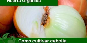 Como cultivar cebolla