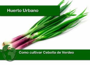 Como cultivar cebolla de verdeo