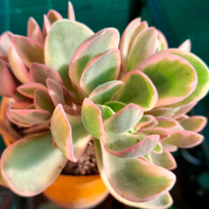 Crassula swaziensis variegata Money Maker
