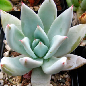 Echeveria Mexican Giant