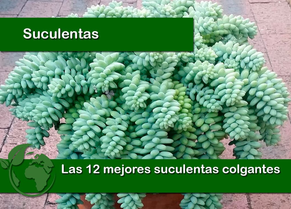 Las 12 mejores suculentas colgantes