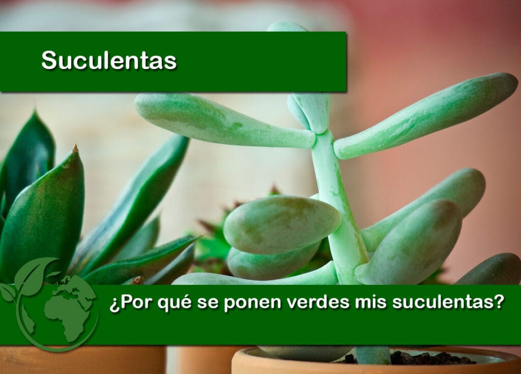 ¿Por qué se ponen verdes mis suculentas?