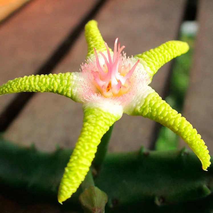 Stapelia flavopurpurea