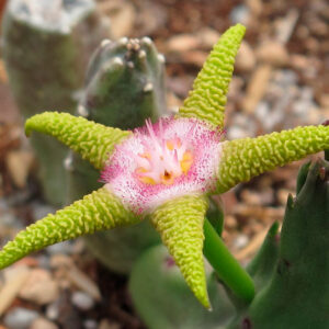Stapelia flavopurpurea