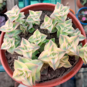 Crassula perforata variegata