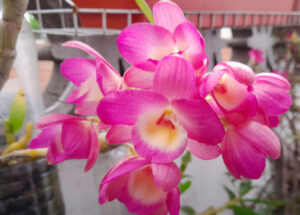 Cultivar orquídeas en botella de plástico